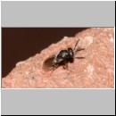 Chalcididae sp - Erzwespe 02a 3-4mm.jpg